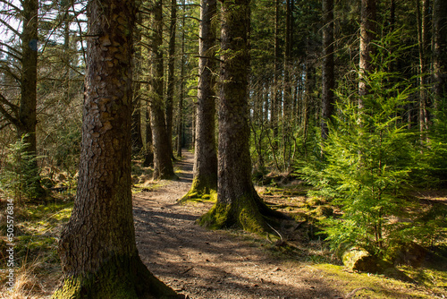 Dalbeattie Forest Town Woods photo