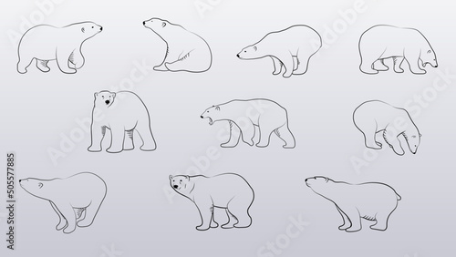 Polar Bear in Outline Sketch.