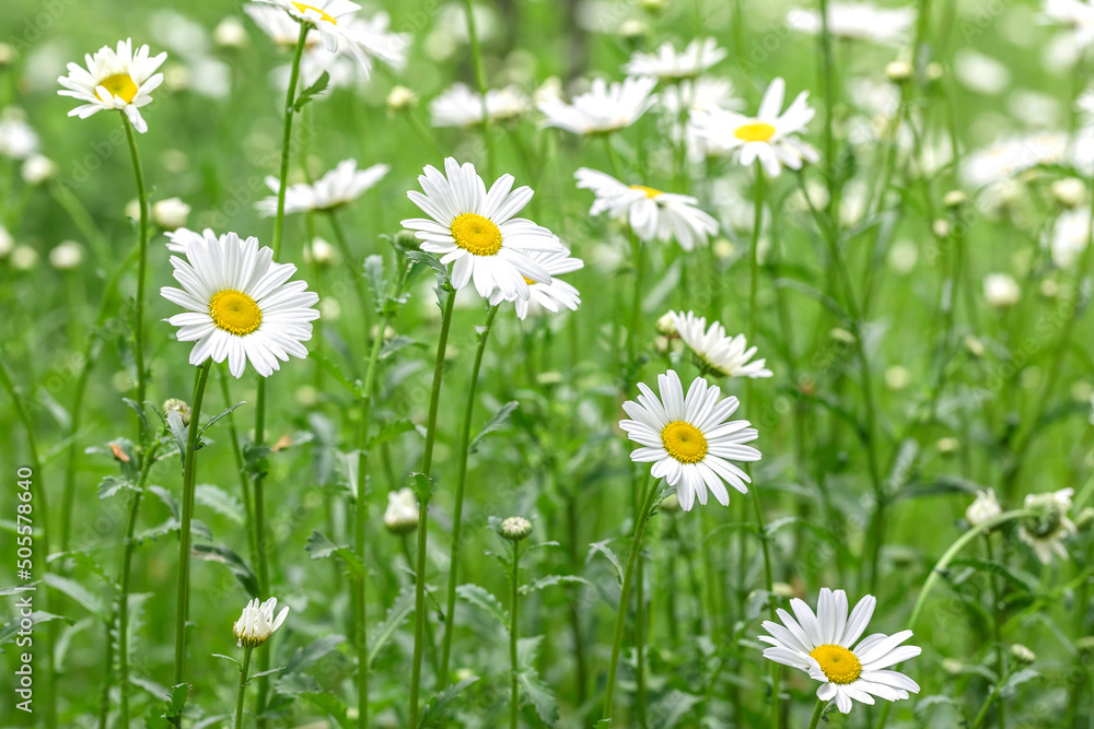 Daisy flower on green meadow