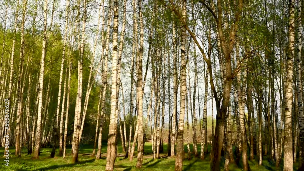 Birch grove, forest in spring, trees illuminated by sunlight. Panorama. High quality 4k footage Birch grove, forest in spring, trees illuminated by sunlight. Panorama. High quality 4k footage