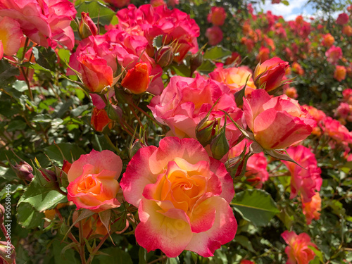 Blooming beautiful fragrant pink roses