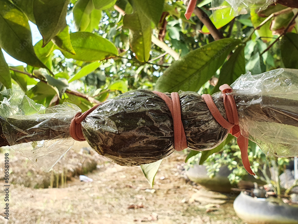 Grafting rose apple tree branch, plant cultivation Stock Photo | Adobe ...