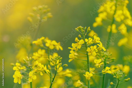 Valokuvatapetti Blooming rapeseed selective focus