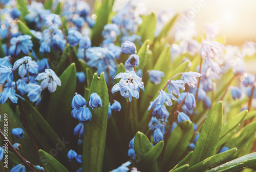 Valokuva Spring flowers - blue scilla flowering in sunlight