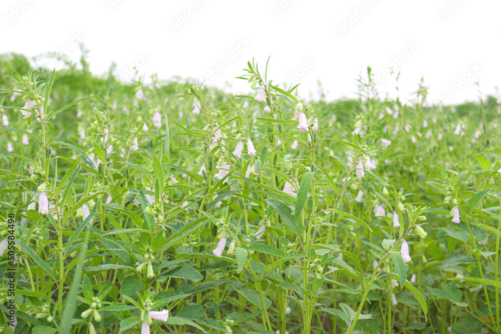 Fototapeta premium green sesame farm for harvest