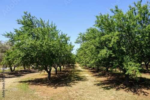 Foto Rows of almond trees growing in California, outside of Irving.