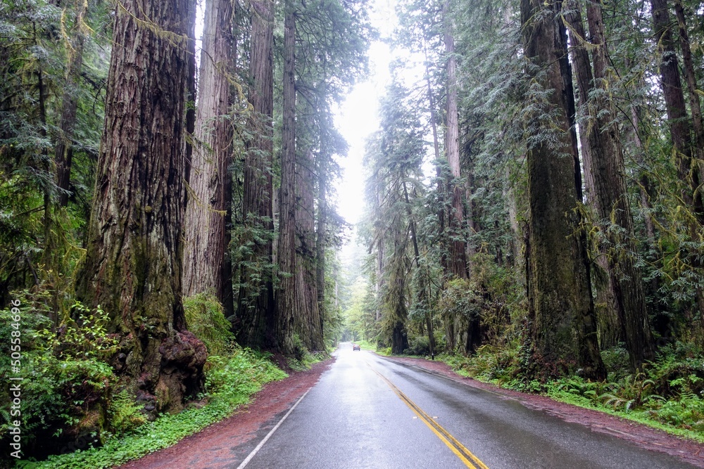 The drive through prairie creek Redwoods State Park, California.  Surrounded by giant redwoods trees along the newton b. drury scenic parkway