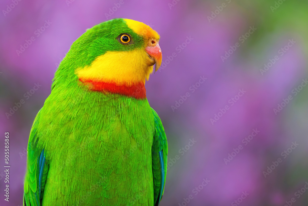 The superb parrot (Polytelis swainsonii)