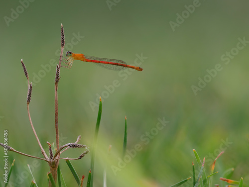 Beautiful red damselfly perched on the dried plant © abdul