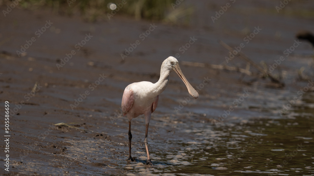 The roseate spoonbill is a gregarious wading bird of the ibis and ...