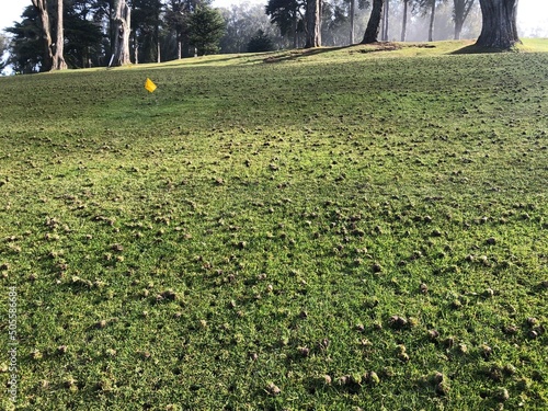 A closeup photo of an aerated golf fairway.