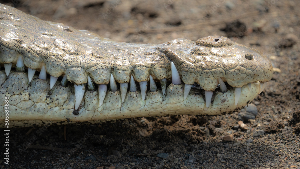 Φωτογραφία Close up shot of an American crocodile living in Costa Rica along the banks of the Tarcoles River