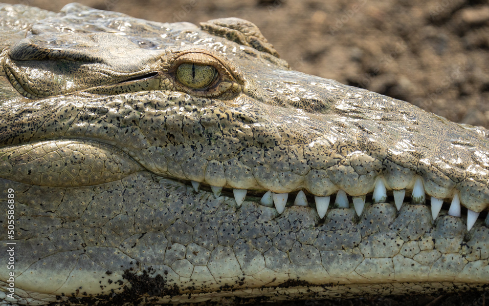 Obraz premium Close up shot of an American crocodile living in Costa Rica along the banks of the Tarcoles River. 