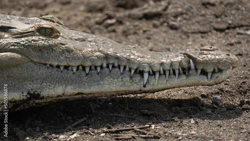 Close up shot of an American crocodile living in Costa Rica along the banks of the Tarcoles River. 