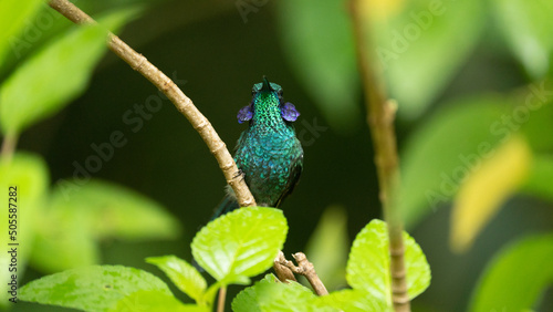 A violetear hummingbird perched in the cloud forest of Costa Rica. 