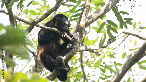 Photography A male Howler monkey takes a break in a tree in a Costa Rican forest