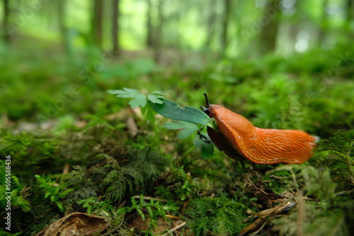 Schnecke im Wald Waldboden klettern Gras essen futter Futtersuche Nahrungssuche Nahrung Fressen Bewegung