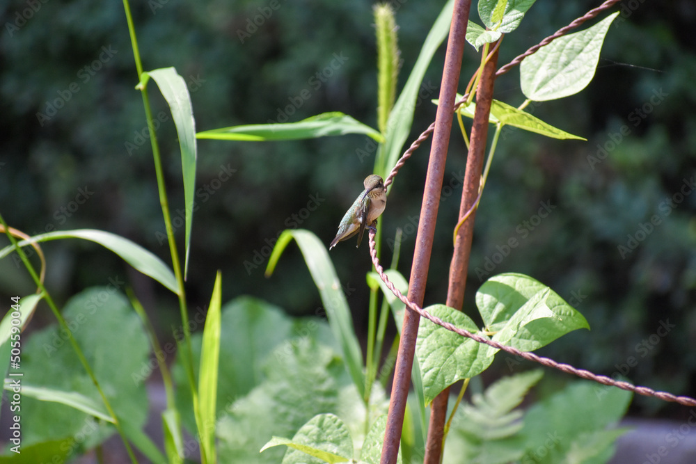 Hummingbird Hummingbird
