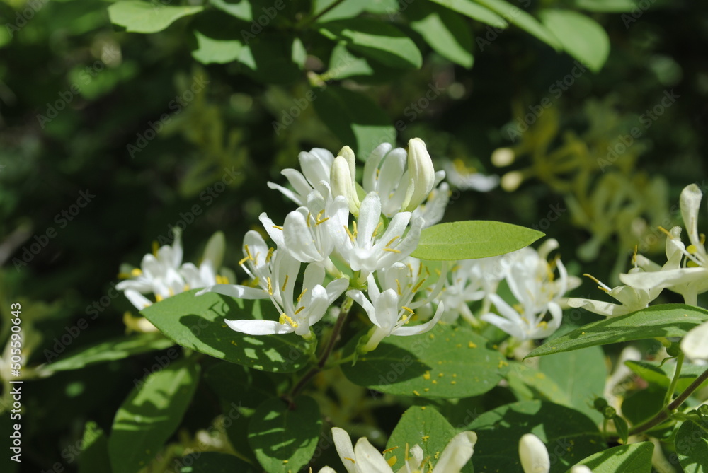 Amur honeysuckle flowers blooming in early spring. Considered an invasive plant in North America, Latin name Lonicera maackii. Amur honeysuckle flowers blooming in early spring. Considered an invasive plant in North America, Latin name Lonicera maackii.