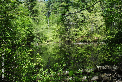 A bright kelly green landscape. Deciduous trees with freshly sprouted spring leaves reflect in calm water below.