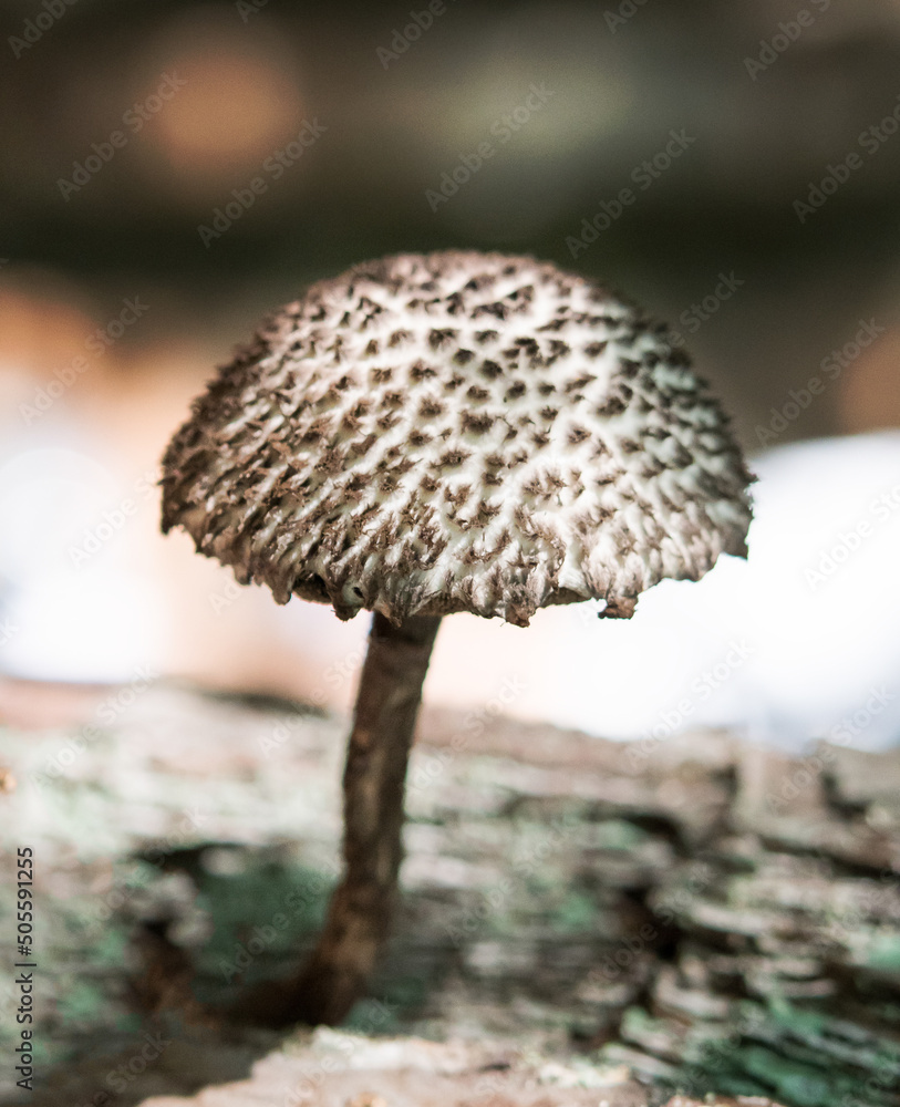 mushroom on the tree mushroom on the tree