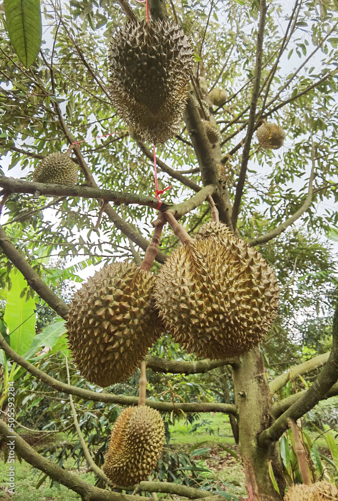 Close up of durians hanging on the tree Close up of durians hanging on the tree