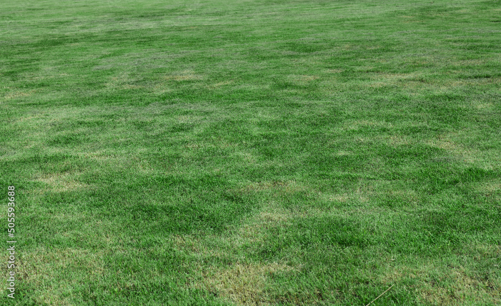 Green grass background texture. Element of design used for making football pitch, Golf and Sport lawn background. Green grass background texture. Element of design used for making football pitch, Golf and Sport lawn background.