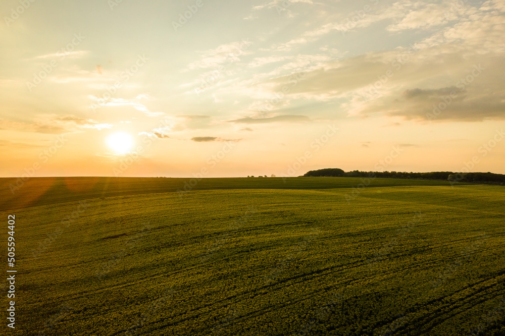 Aerial view of bright green agricultural farm field with growing rapeseed plants at sunset. Aerial view of bright green agricultural farm field with growing rapeseed plants at sunset.