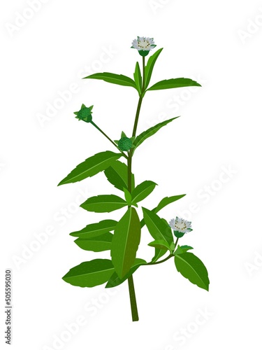 Eclipta Alba, Eclipta Prostrata or Bhringraj, also known as False Daisy is an effective herbal medicinal plant in Ayurvedic medicine.vector illustration.