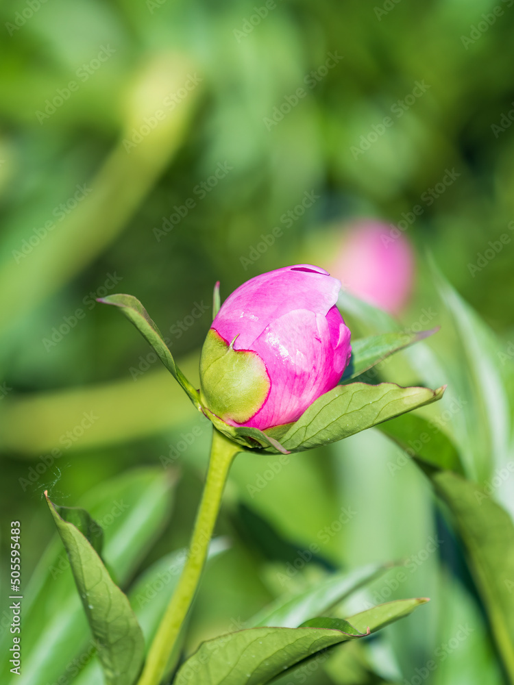 Pink peonies in the garden. Blooming pink peony. Closeup of beautiful pink Peonie flower. Natural floral background. Pink peonies in the garden. Blooming pink peony. Closeup of beautiful pink Peonie flower. Natural floral background.
