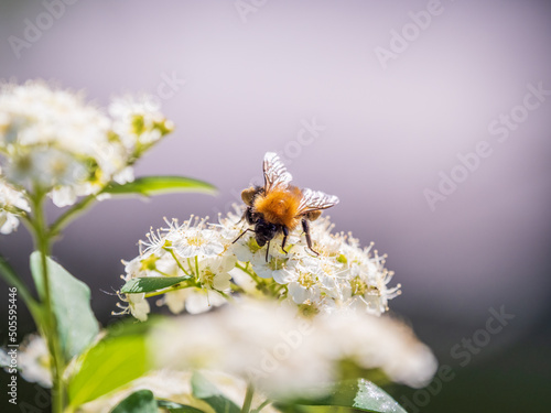 Spiraea chamaedryfolia or germander meadowsweet or elm-leaved spirea white flowers with green background. A bee on white flowers of a honey plant.