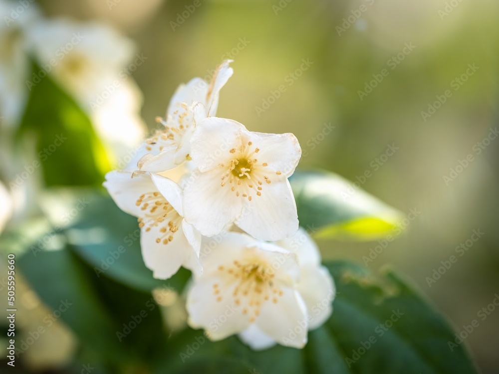 Mock Orange Philadelphus coronarius shrub flowering in spring Mock Orange Philadelphus coronarius shrub flowering in spring