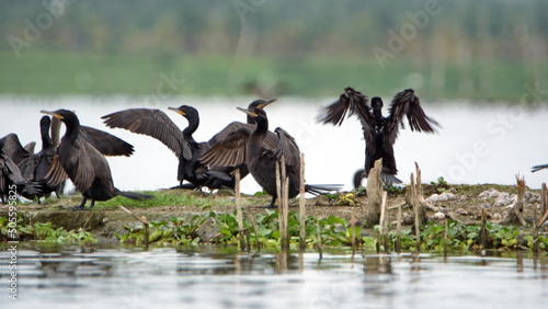 Neotropic Cormorants (Phalacrocorax brasilianus) on a spit of land in the marsh, with their wings extended, in La Segua Wetlands, near Chone, Ecuador photo