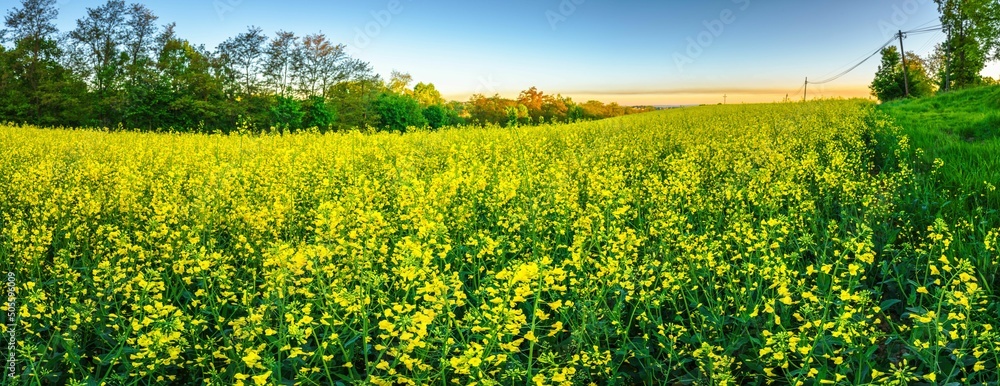Obraz na płótnie Kwiaty rzepaku na polach w porannym słońcu w salonie