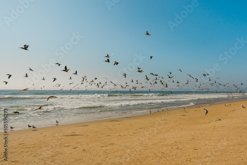 Sandy beach and flock of birds  pelicans and seagulls  beautiful California coastline