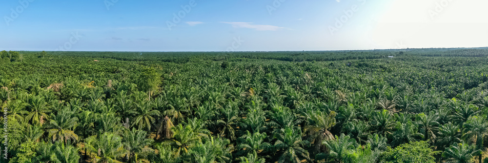 Panorama view of palm oil plantation At Sandakan Sabah, Borneo. Aerial view