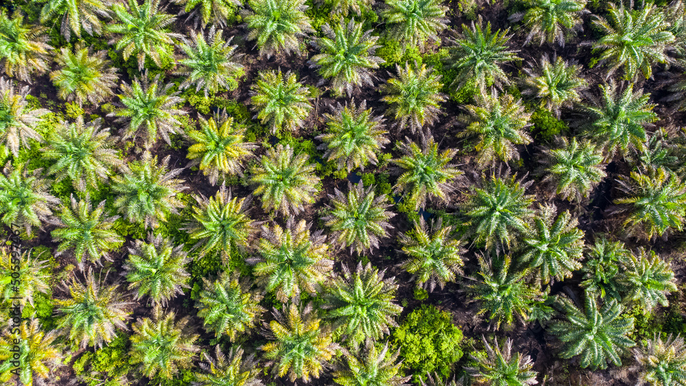 Aerial view of palm oil plantation At Beaufort Sabah, Borneo. Aerial view Aerial view of palm oil plantation At Beaufort Sabah, Borneo. Aerial view