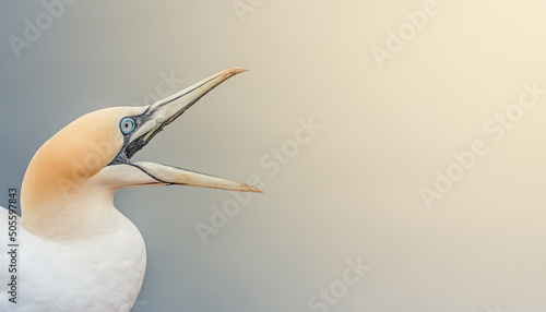 Obraz na płótnie Banner with wild North Atlantic gannet which is crying for help with open beak a