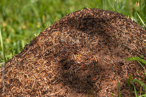 Closeup view on top of anthill from pine needles and branches with colony of ants in spring woodland. The observation of nature and creatures concept