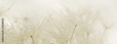 dandelion seeds macro texture background neutral color. Banner.Beautiful Gentle abstract natural backdrop. Selective focus.  poster
