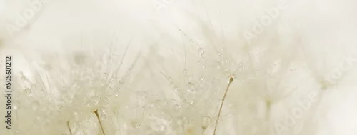 Panel kuchenny z motywem dandelion seeds macro texture background neutral color. Banner.Beautiful Gentle abstract natural backdrop. Selective focus.  poster