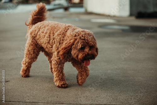 cavoodle on the street photo