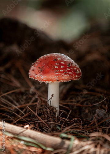 fly mushroom