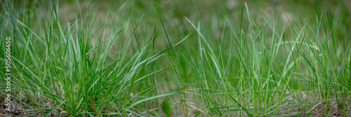 Panoramic view of green grass on green background, dry grass under fresh lawn