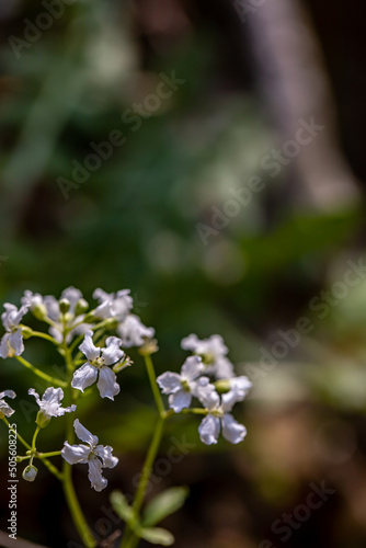 Cardamine trifolia flower in mountains, close up photo