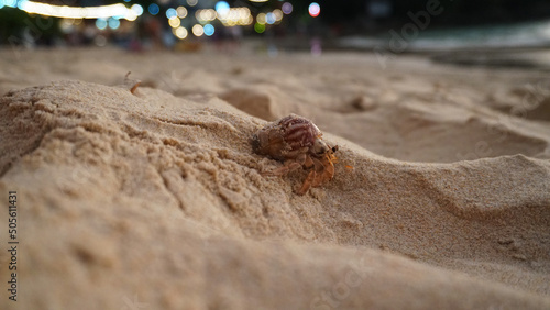 Hermit crab with cute eyes runs on the sand. Leaves footprints. Yellow sand, sunset. The rays of the sun are reflected in the sea. An island is visible in the distance. There are twigs and jellyfish