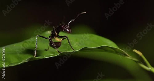 Isolated bullet ant or Paraponera Clavata on green leaf at night. Close up and focus on foreground. Macro photo