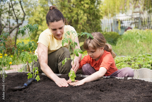  slow life. pastoral life. enjoy the little things. favorite family hobby. Mom and child daughter planting seedling In ground in garden. Kid helps in the home garden. slow life. Eco-friendly