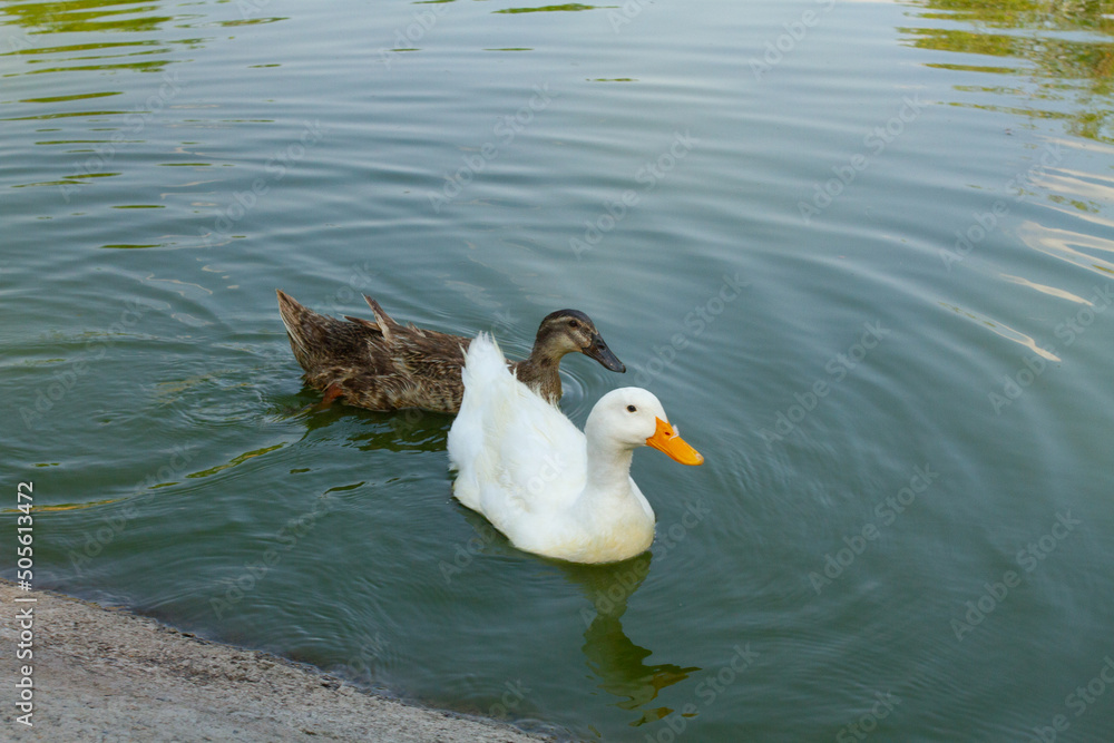 Φωτογραφία cisne, ave, acuático, lago, naturaleza, blanco, animal, fauna, ave, cisne, pato,