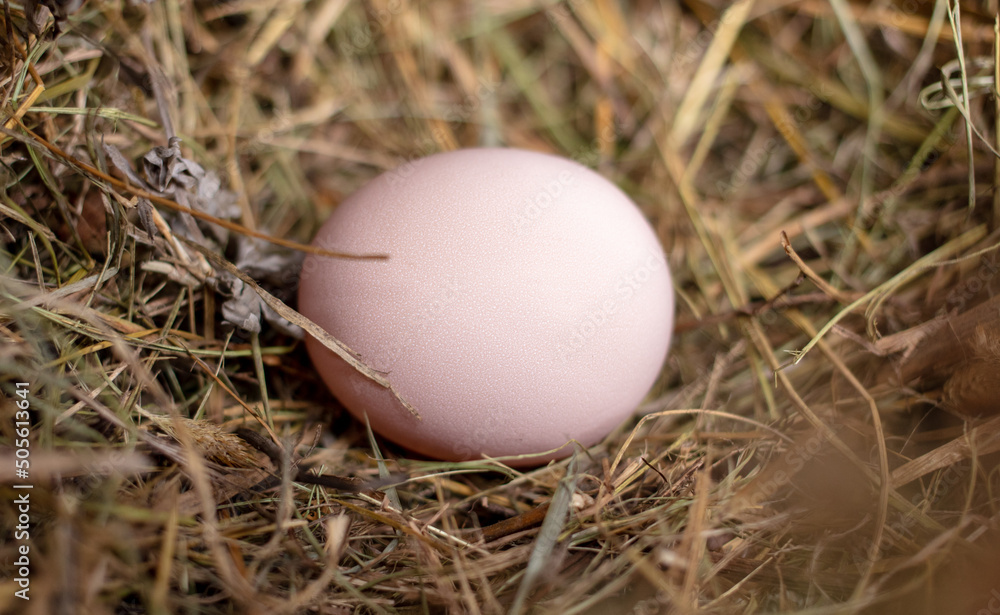 Hen's egg in a straw nest. Hen's egg in a straw nest.